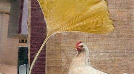 Ginko Chicken