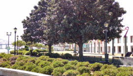 New Orleans, Trees by the River