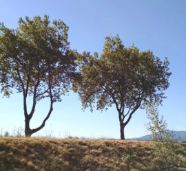 Trees along the Canal du Midi, France